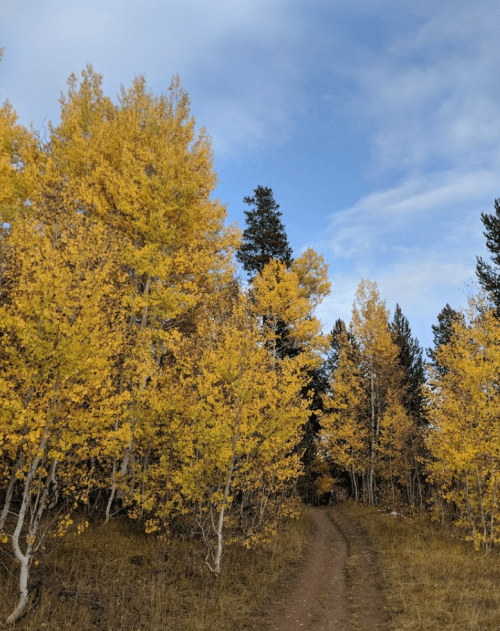 A winding dirt path surrounded by vibrant yellow trees under a blue sky.
