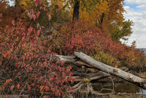 A serene landscape featuring vibrant autumn foliage and fallen logs near a calm waterway.