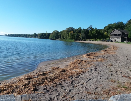 A serene beach scene with calm water, sandy shore, and trees lining the background under a clear blue sky.