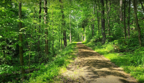 A serene forest path surrounded by lush green trees and foliage, inviting for a peaceful walk or hike.