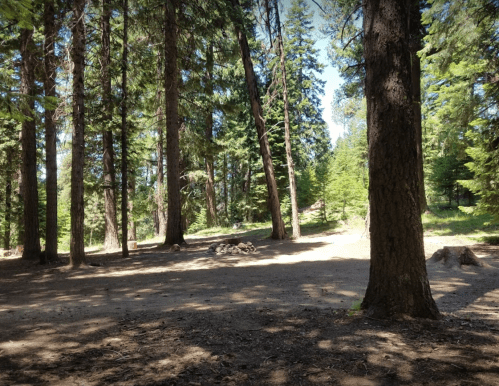 A serene forest scene with tall trees and a clear blue sky, featuring a dirt clearing on the ground.