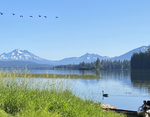 A serene lake scene with mountains in the background, a swan in the foreground, and birds flying overhead.
