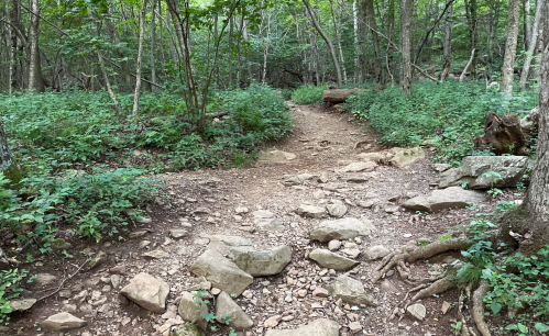 A rocky trail splits through a lush green forest, surrounded by trees and underbrush.