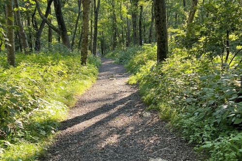 A winding gravel path through a lush green forest, surrounded by trees and sunlight filtering through the leaves.
