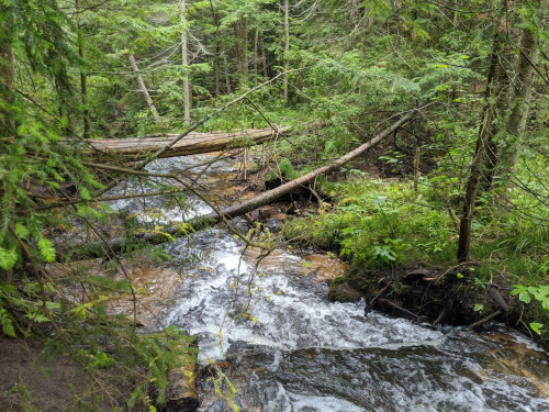 A serene forest scene featuring a flowing stream with fallen logs and lush greenery surrounding it.