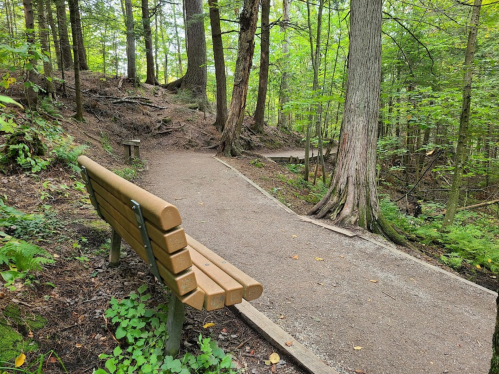 A wooden bench along a winding path in a lush green forest, surrounded by trees and foliage.
