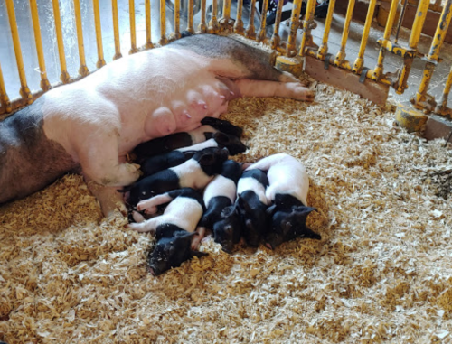 A mother pig nursing a group of piglets in a straw-covered pen.