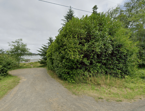 A gravel path leads to a dense green bush, with trees and a body of water visible in the background.