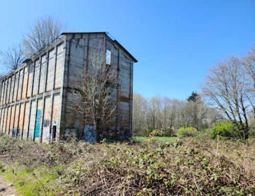 Abandoned building with graffiti, surrounded by overgrown bushes and trees under a clear blue sky.