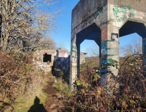 Abandoned concrete structure covered in graffiti, surrounded by overgrown bushes and trees under a clear blue sky.