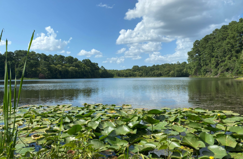 A serene lake surrounded by lush greenery and lily pads under a blue sky with fluffy clouds.