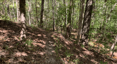 A winding dirt path through a lush, green forest with trees and fallen leaves.