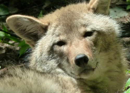 Close-up of a coyote resting in a natural setting, with soft fur and a calm expression.