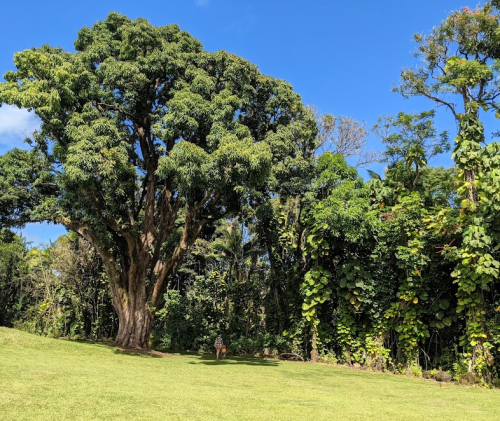 A large tree stands in a grassy area, surrounded by lush greenery and a clear blue sky.