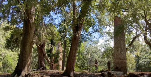 Ruins of brick structures surrounded by tall trees and lush greenery under a clear blue sky.