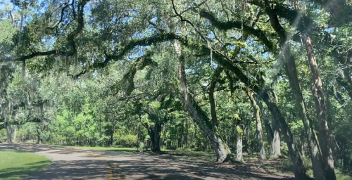 A winding road surrounded by lush green trees and hanging moss, creating a serene, natural landscape.