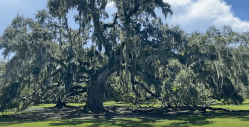 A large, sprawling tree draped in Spanish moss, set against a bright blue sky and green grass.