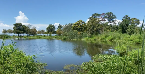 A serene pond surrounded by lush greenery and trees under a clear blue sky with fluffy white clouds.