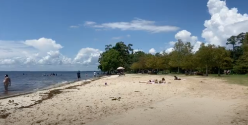 A sunny beach scene with people enjoying the water, trees lining the shore, and fluffy clouds in the sky.