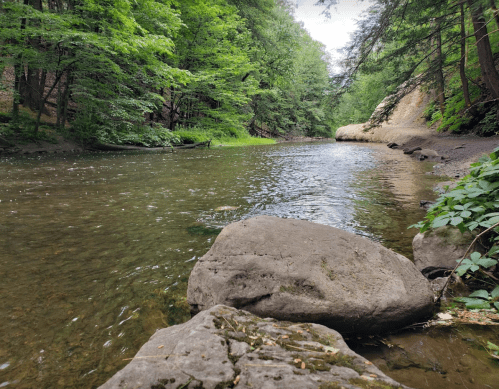 A serene river flows through a lush green forest, with smooth rocks lining the water's edge.