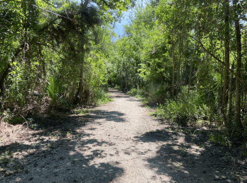 A dirt path winding through a lush, green forest with trees and underbrush on either side.