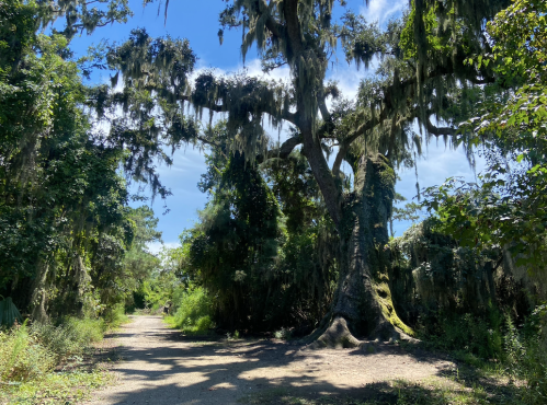 A dirt path leads through a lush green forest with a large, moss-covered tree under a bright blue sky.