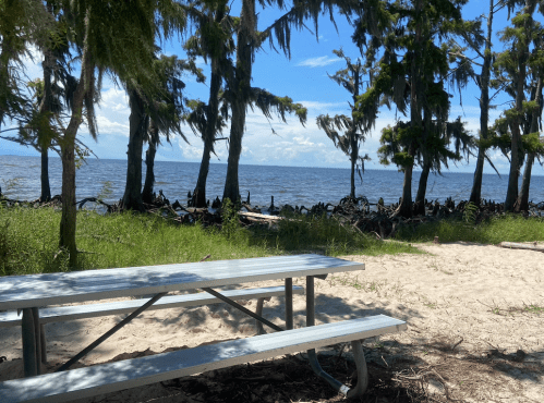A picnic table on a sandy beach, surrounded by trees, with a view of the water and blue sky in the background.