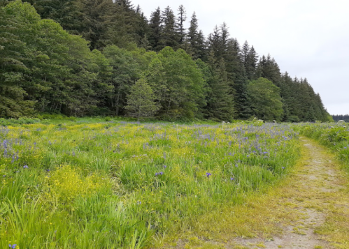 A lush green field with wildflowers, bordered by a dense forest of tall trees under a cloudy sky.