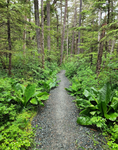 A narrow gravel path winds through a lush green forest, surrounded by tall trees and vibrant foliage.
