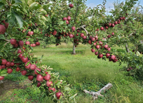 A lush apple orchard with trees heavy with ripe red apples, surrounded by green grass and a clear blue sky.