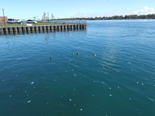 Four ducks swim in calm blue water near a dock, with a clear sky and trees in the background.