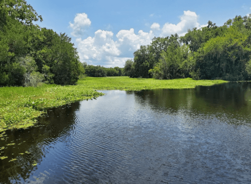 A serene river scene with lush greenery and lily pads under a bright blue sky with fluffy clouds.