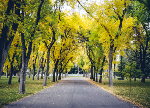 A serene pathway lined with tall trees, their leaves glowing in vibrant shades of yellow, creating a peaceful autumn scene.