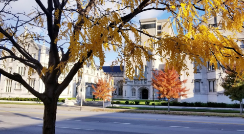 A view of a building framed by vibrant autumn leaves in yellow and orange, with a clear blue sky above.