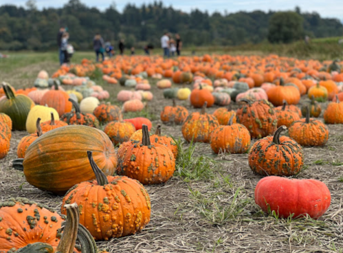 A field of various pumpkins in different colors and sizes, with people walking in the background.