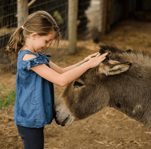 A young girl gently pets a donkey in a barn setting, smiling as they interact.