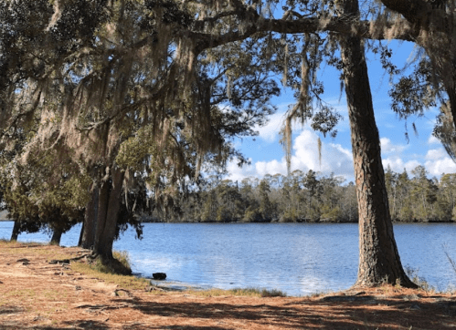 A serene lakeside scene with trees draped in Spanish moss under a clear blue sky.