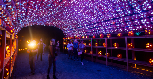 A vibrant tunnel of glowing pumpkins and colorful lights, with visitors walking through the festive display.