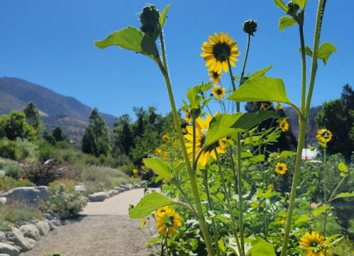 A sunny garden path lined with tall sunflowers and green leaves, set against a backdrop of mountains and blue sky.