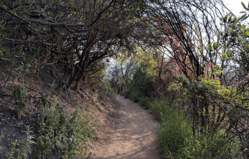 A narrow dirt path winding through a lush, green forest with overhanging branches and hints of colorful foliage.