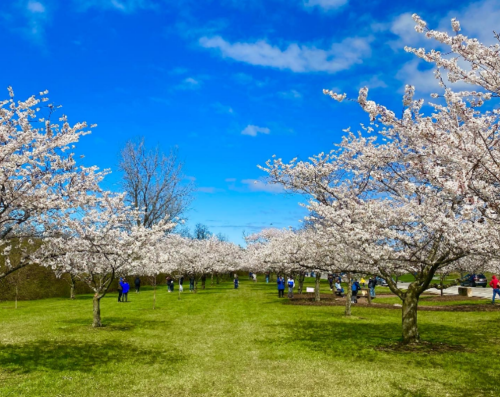 A vibrant park scene with blooming cherry blossom trees under a blue sky, people walking along a grassy path.