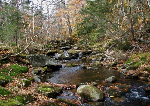 A serene forest stream flows over rocks, surrounded by autumn foliage and moss-covered stones.