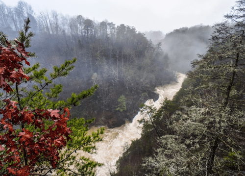 A misty river flows through a forested canyon, with red leaves in the foreground and fog enveloping the landscape.