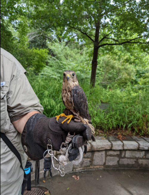 A person in a glove holds a small bird of prey on their hand, surrounded by greenery and a stone wall.