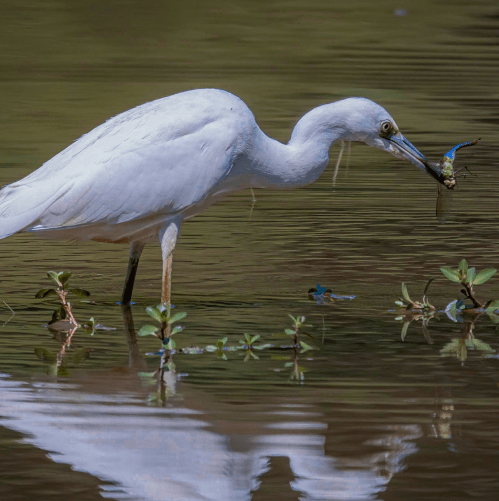 A white heron stands in shallow water, holding a small catch in its beak, surrounded by green plants and reflections.