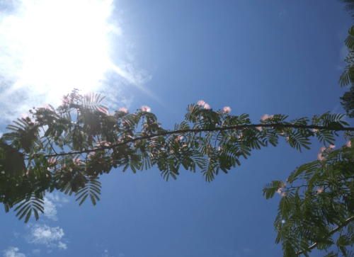 A branch with pink flowers against a bright blue sky and sunlight shining through.