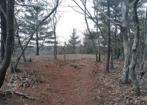 A wooded path surrounded by trees and fallen leaves, leading to a clearing in a serene forest setting.