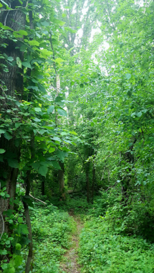 A narrow path winds through a lush, green forest filled with dense foliage and tall trees.