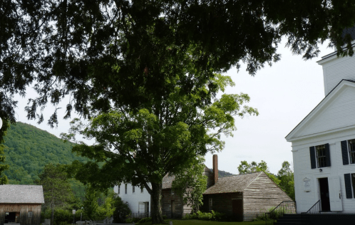 A lush green tree stands in front of historic buildings, with rolling hills in the background under a cloudy sky.