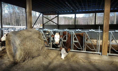 Cows in a barn with a hay bale, surrounded by wooden beams and a snowy landscape outside.